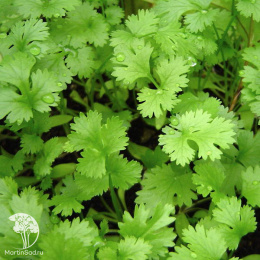 Кориандр овощной Венера