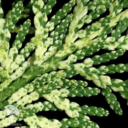 Туя западная Перк Влаандерен