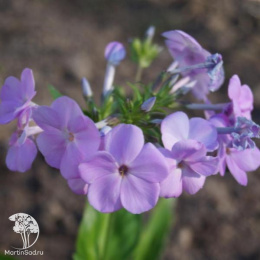 Флокс гибридный Опенинг Экт Блаш