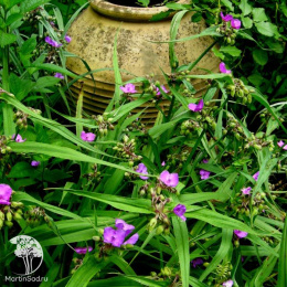 Традесканция Андерсона Конкорд Грейп