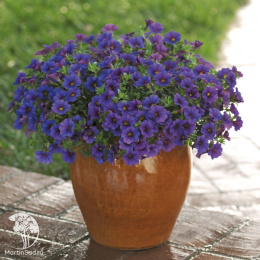 Калибрахоа Комбо F1 синяя