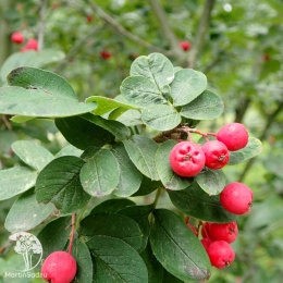 Рябинокизильник Позднякова