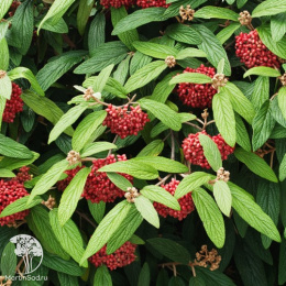 Калина морщинистолистная