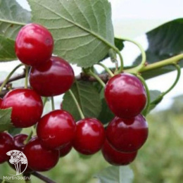 Вишня (дюк) Ивановна