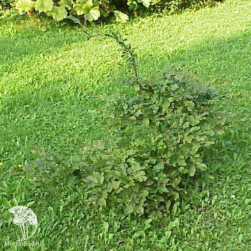 Фото Бук лесной Суентеленси