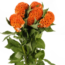 Целозия гребенчатая Крошка оранжевая