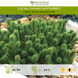 Сосна горная Бергкейфер