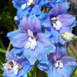 Дельфиниум высокий Мэджик Фонтэйнс Скай Блю Вайт Би (Семена Профи)