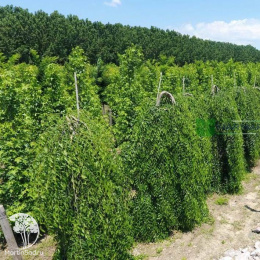 Вяз малый Пендула на штамбе