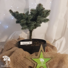 Ель новогодняя Глаука Глобоза 20-30 см