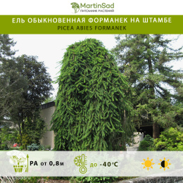 Ель обыкновенная Форманек на штамбе