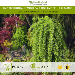 Лиственница Кемпфера Стиф Випер на штамбе