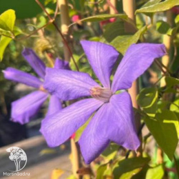 Клематис Калцедони