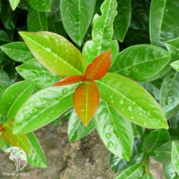 Лавровишня обыкновенная Антониус