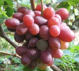 Фото Виноград плодовый Атаман