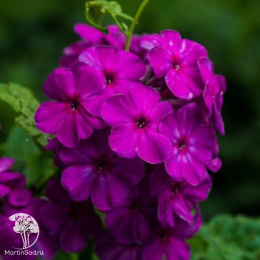 Флокс метельчатый Зе Кинг