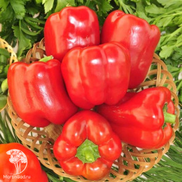 Перец сладкий Красная шапочка