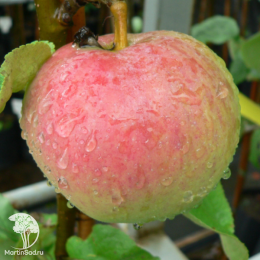 Яблоня Пепин Шафранный