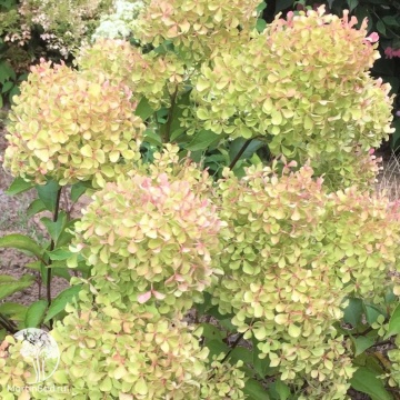 Фото Гортензия метельчатая Романтик Эйс