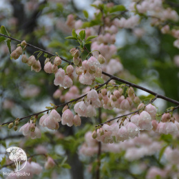  Галезия каролинская (Ландышевое дерево)