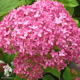 Гортензия древовидная Эко Пинк Пафф