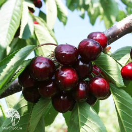 Черешня гибрид Ипуть + Валерий Чкалов