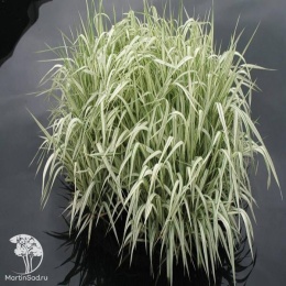 Glyceria maxima Variegata Манник большой Вариегата