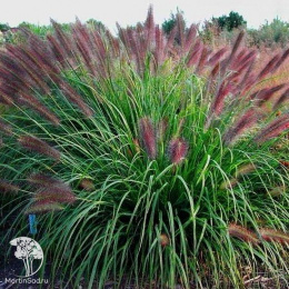 Пеннисетум лисохвостовый Ред Хэд