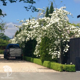 Дёрен наттелла Эддис Вайт Вандер