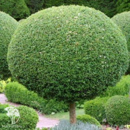  Ива ломкая Булата на штамбе