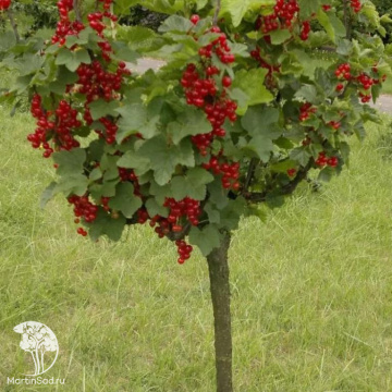 Фото Смородина красная Машераукс Рот Спатлес на штамбе