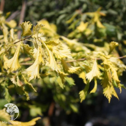 Вяз Виминалис Ауреа на штамбе