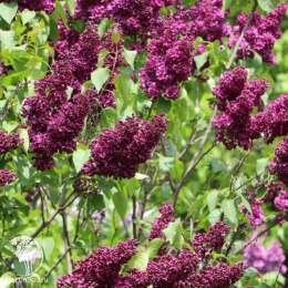 Сирень Маршал Соколовский