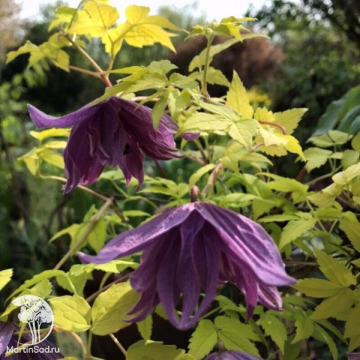 Фото Клематис Люминос Даск