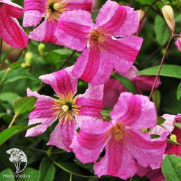 Клематис Краковяк