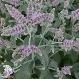 Мята Серебристая