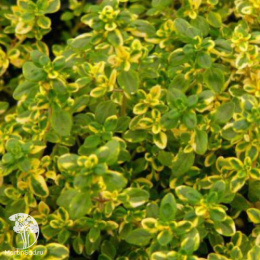  Тимьян лимоннопахнущий Голден Лемон