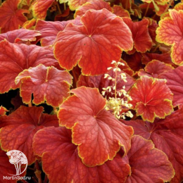 Сверхвыгодный микс! Гейхера Дельта Даун + Гейхера Черри Кола + Гейхера Ред Лайтинг