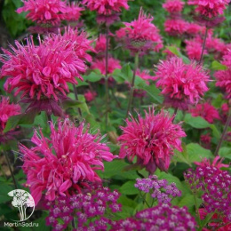 Монарда Кренберри Лейс