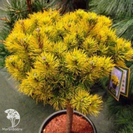 Сосна горная Карстенс Винтерголд на штамбе