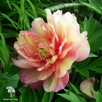 Фото Пион ИТО-гибрид Эндьюринг Рэйнбоу