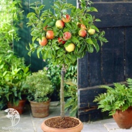 Яблоня Джонаголд на штамбе