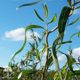 Ива желтокорая Карадок