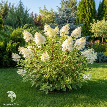 Фото Гортензия метельчатая Шикоку Флэш