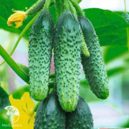 Огурец Король рынка F1