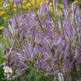 Вероникаструм виргинский Фасцинейшн