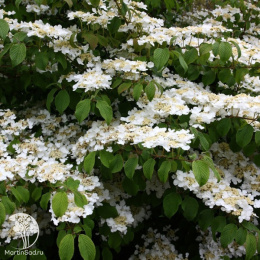 Калина складчатая Мариса