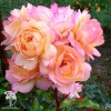 Роза флорибунда Лампион фото 3 