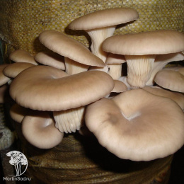 Вешенка обыкновенная