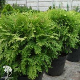 Туя западная Селена